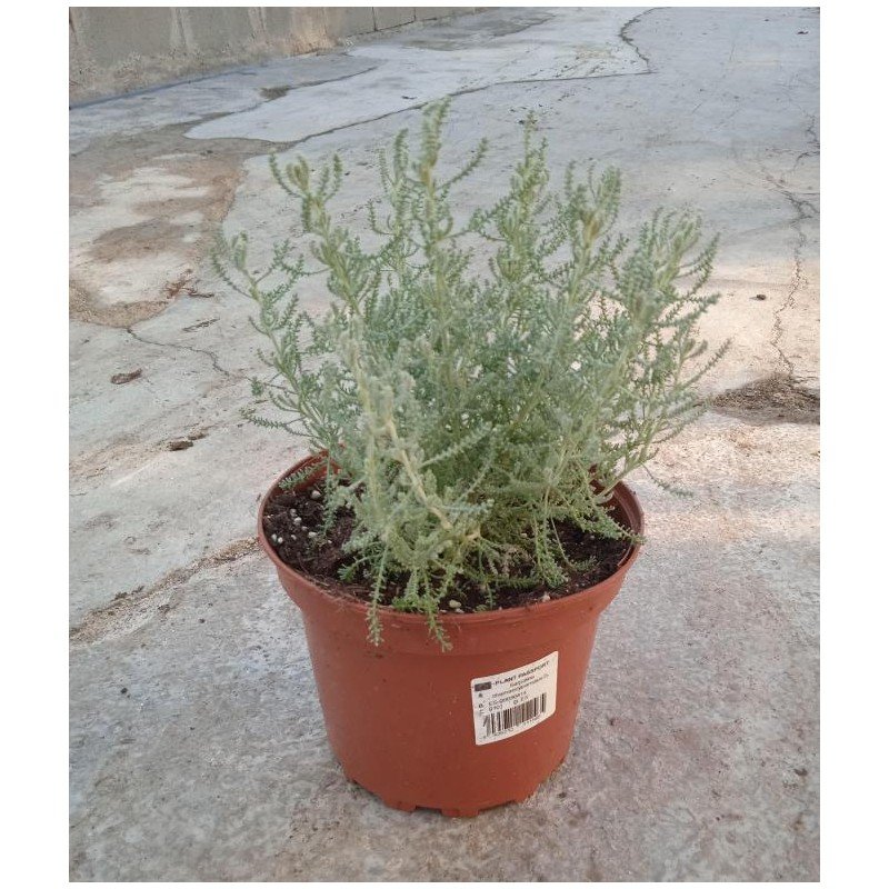 SANTOLINA CHAMAECYPARISSUS 3.jpg