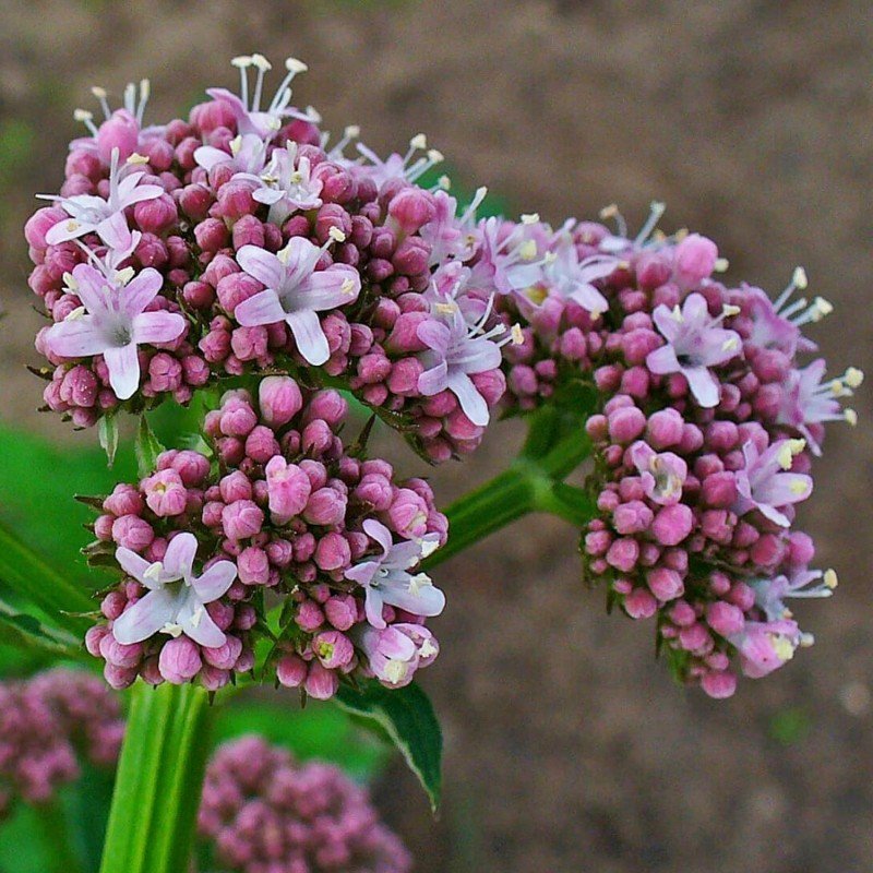 VALERIANA OFFICINALIS 2.jpeg