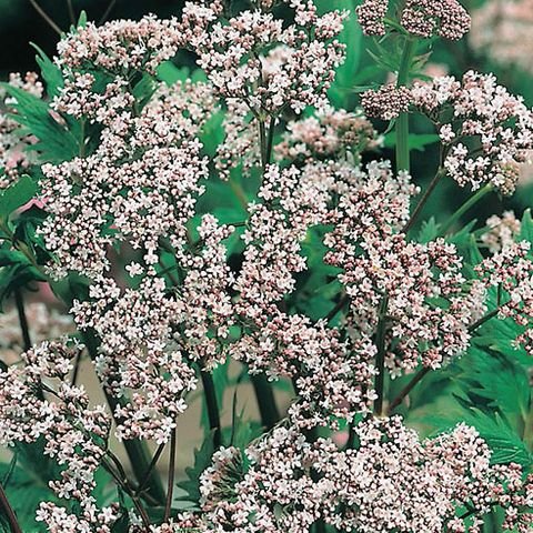 VALERIANA OFFICINALIS 3.jpeg