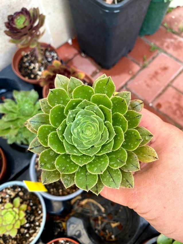 AEONIUM ARBOREUM 3.jpg