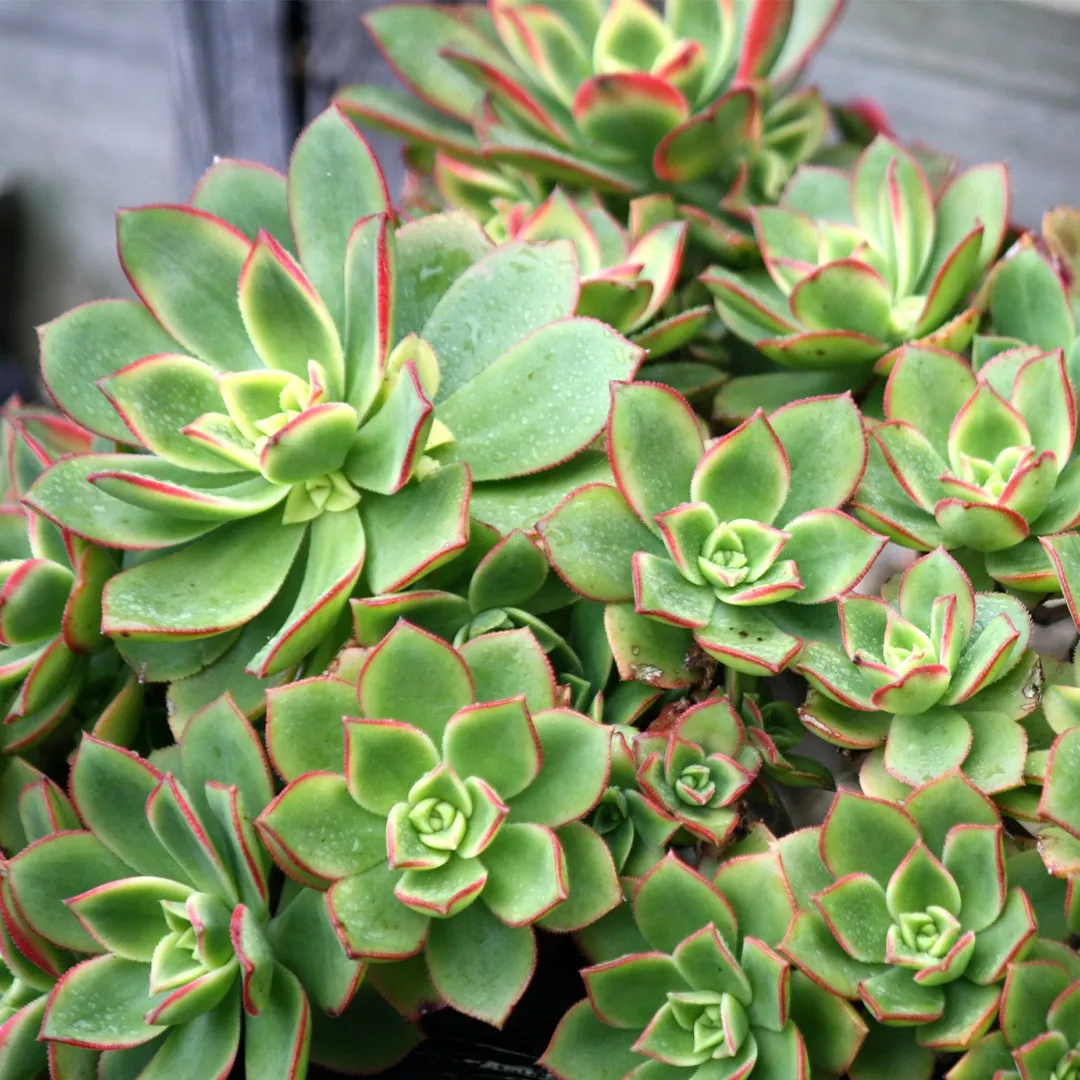 AEONIUM HAWORTHII 3.png