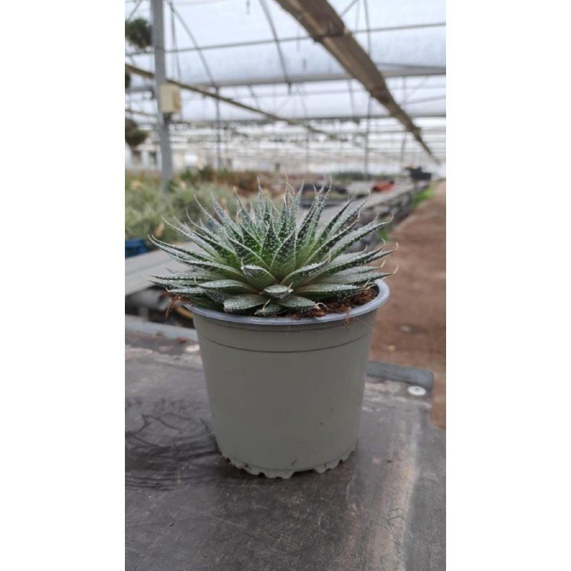 ALOE ARISTATA 1.jpg