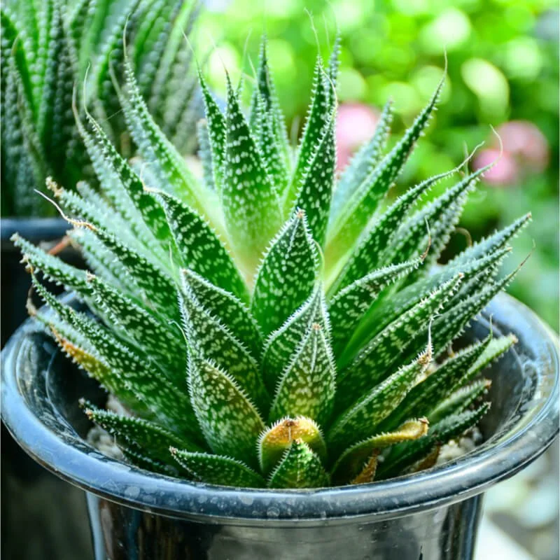 ALOE ARISTATA 2.jpg