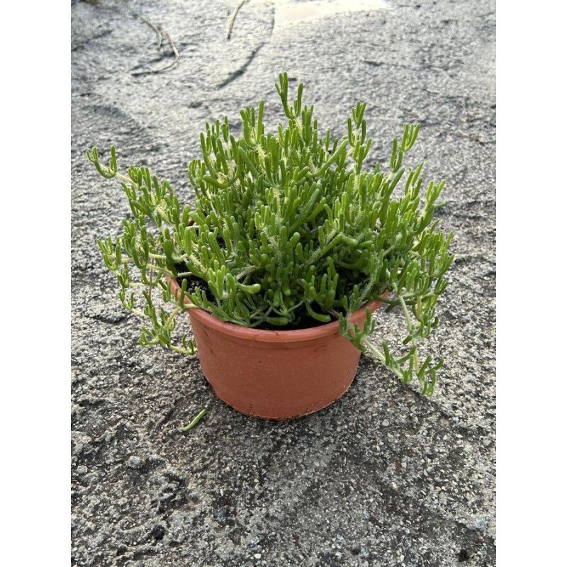 DROSANTHEMUM 2.jpg