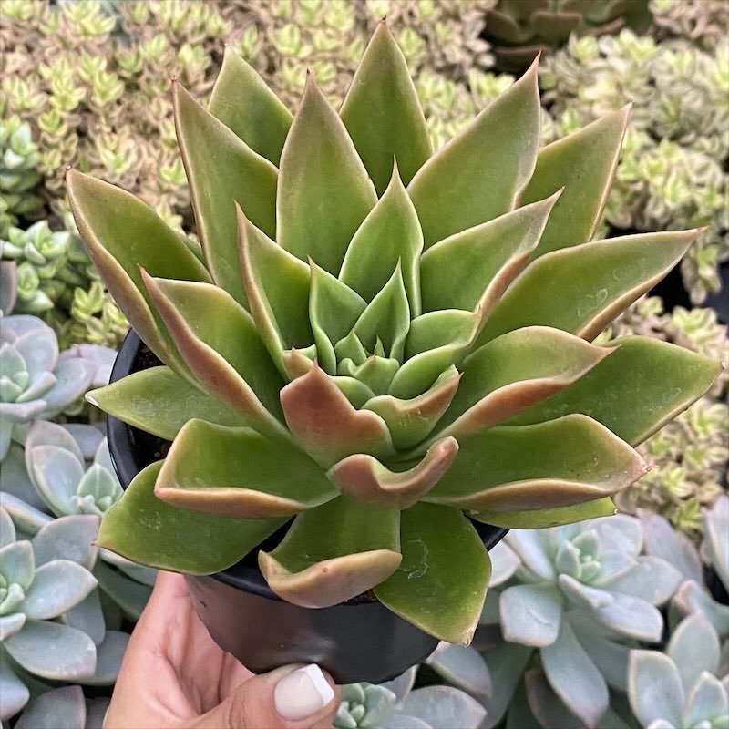 ECHEVERIA MEXICANA 3.jpeg