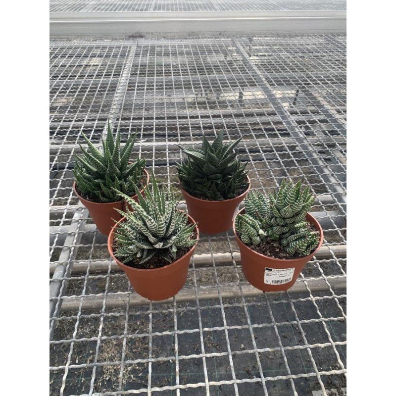 HAWORTHIA SP. 1.jpg