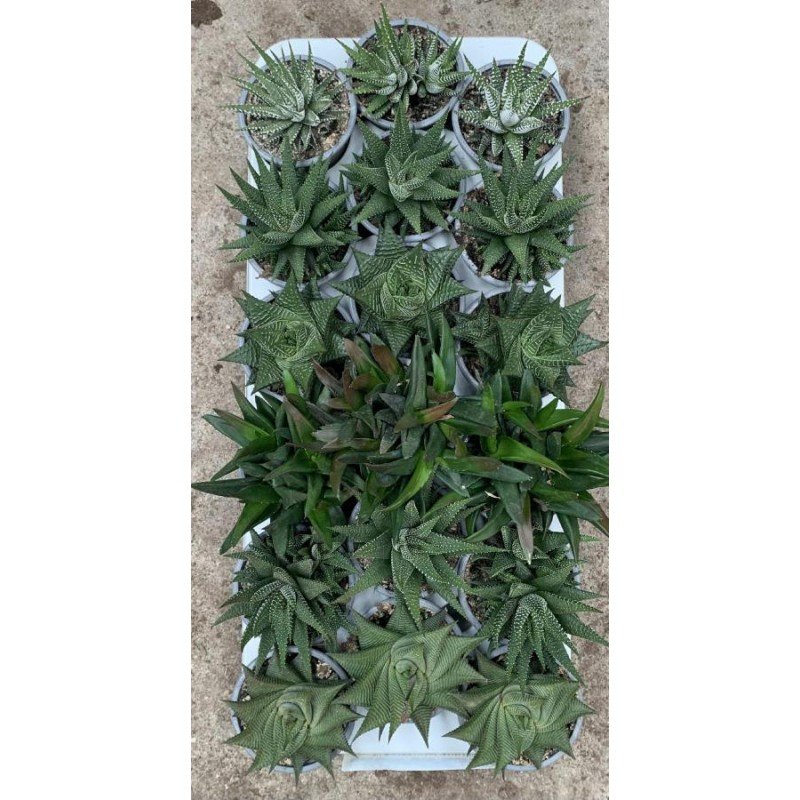 HAWORTHIA SP. 3.jpg