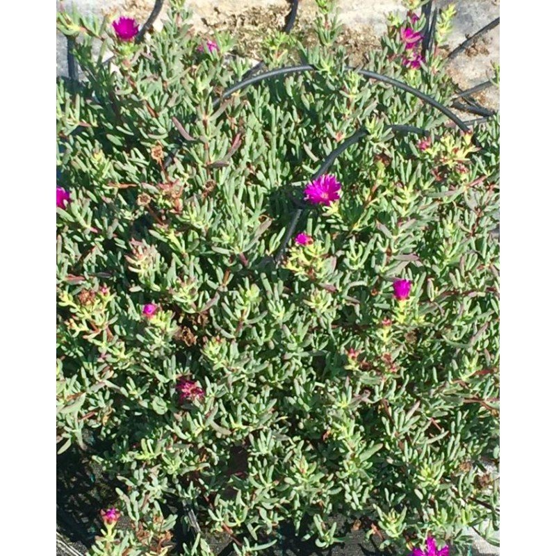 LAMPRANTHUS AURANTIACUS 2.jpg
