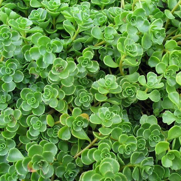 SEDUM SPURIUM 2.jpg