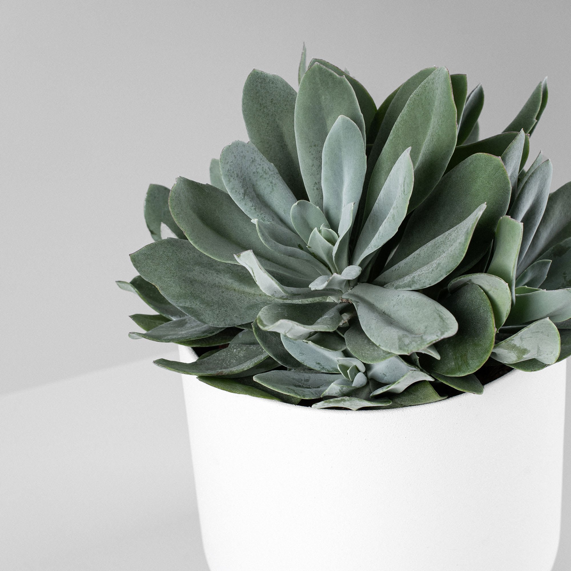 SENECIO CEPHALOPHORUS 2.jpg