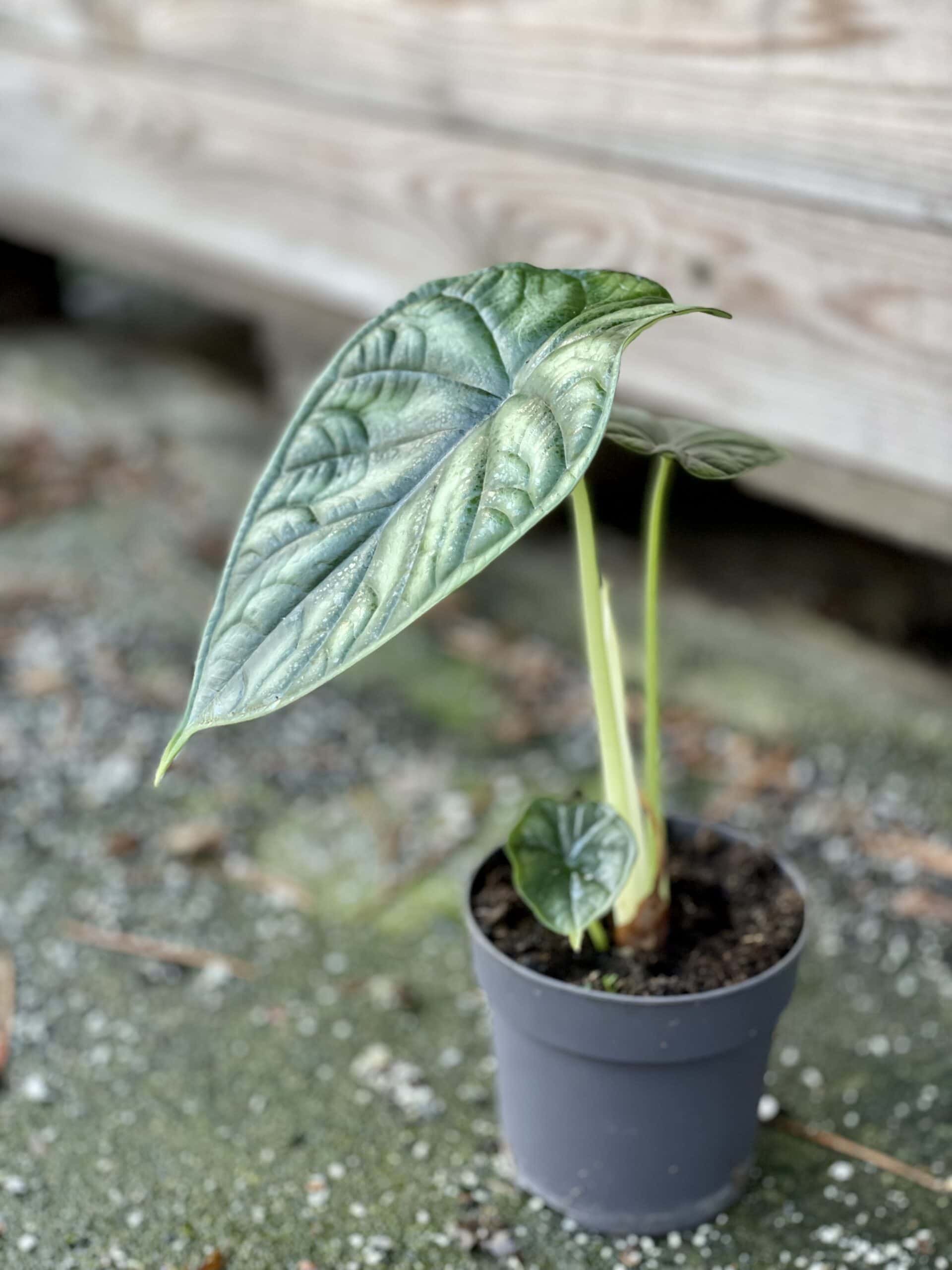 ALOCASIA BAGINDA _DRAGON SCALES_ 3.jpg