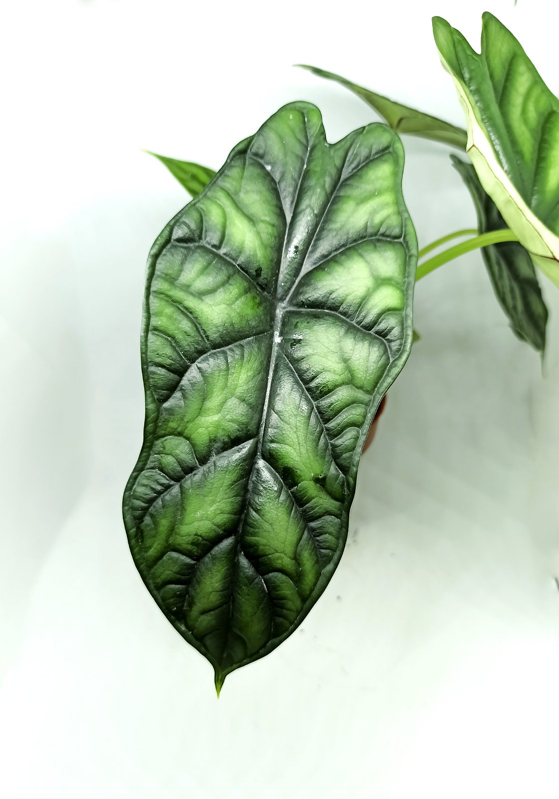 ALOCASIA BAGINDA _DRAGON SCALES_ 2.jpg