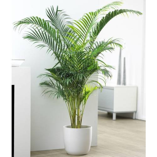 CHRYSALIDOCARPUS LUTESCENS 3.jpg
