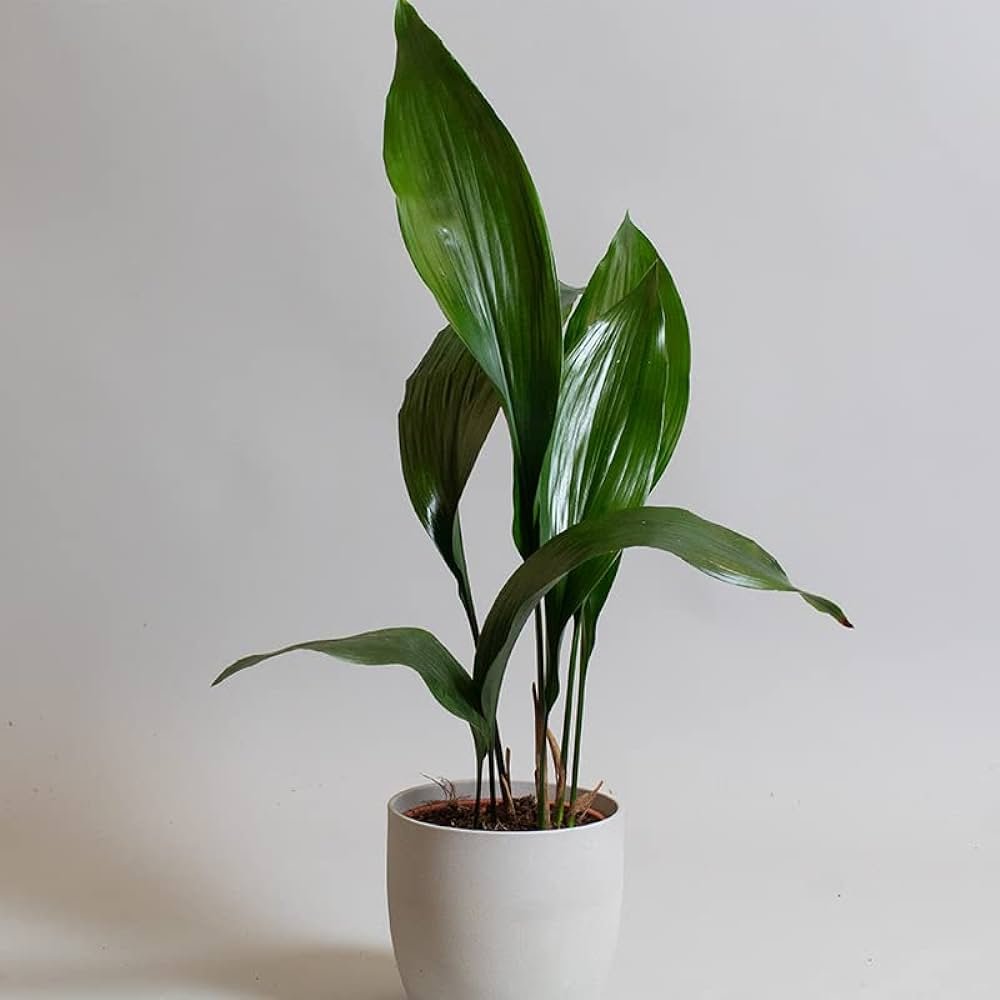ASPIDISTRA ELATIOR 2.jpg