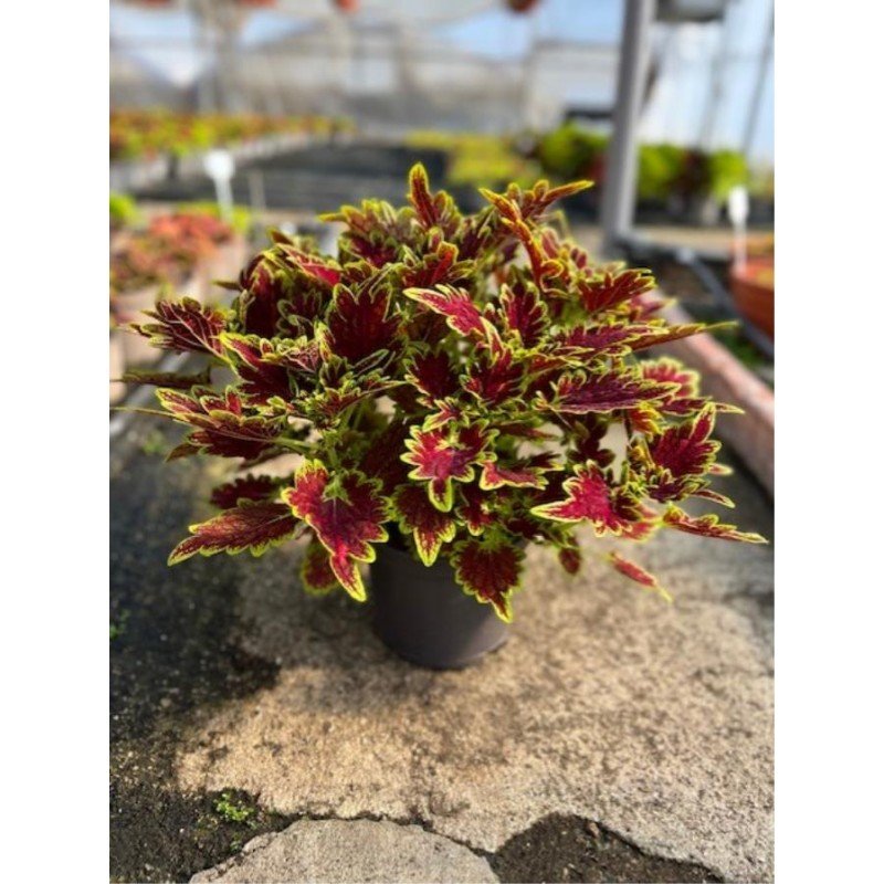 SOLENOSTEMON HYBRIDA SCUTELLARIOIDES 5.jpg