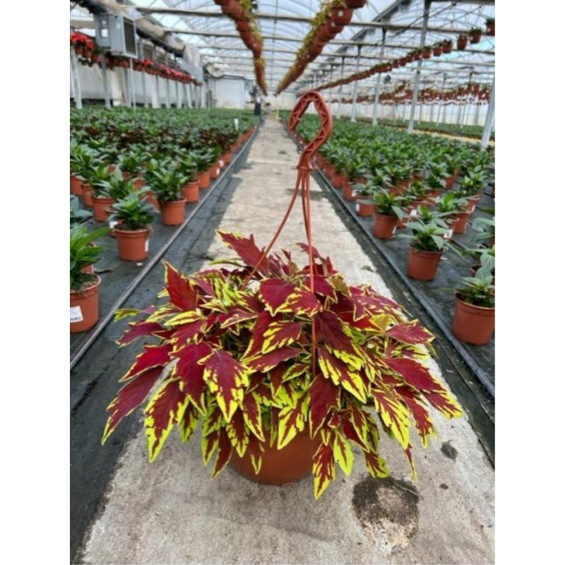 SOLENOSTEMON HYBRIDA SCUTELLARIOIDES 4.jpg