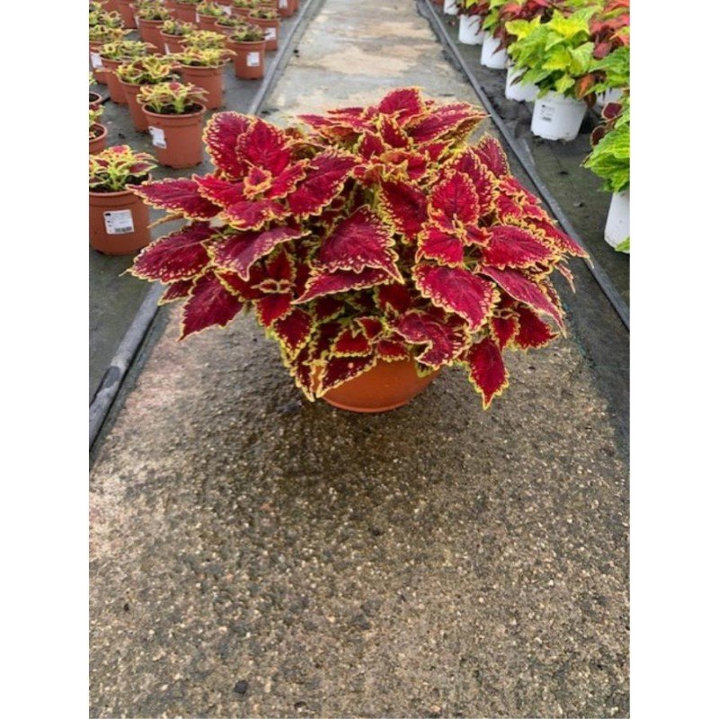 SOLENOSTEMON HYBRIDA SCUTELLARIOIDES 3.jpg