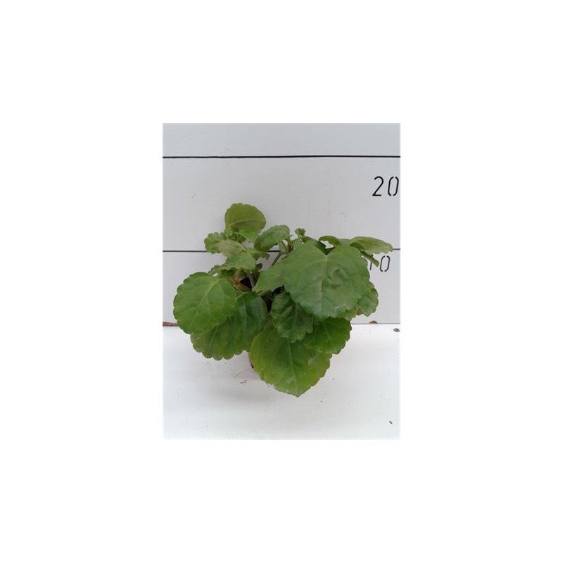 PLECTRANTHUS AUSTRALIS 1.jpg