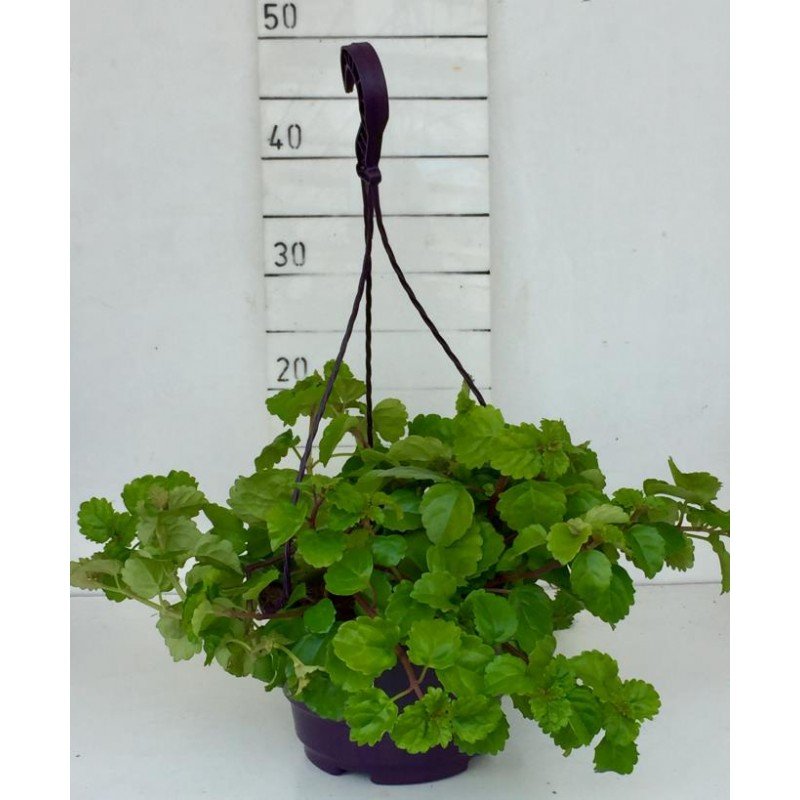 PLECTRANTHUS AUSTRALIS 5.jpg