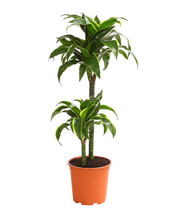 DRACAENA DEREMEN. _DORADO_ 2.jpg