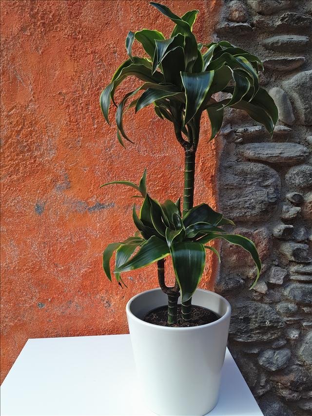 DRACAENA DEREMEN. _DORADO_ 3.jpg