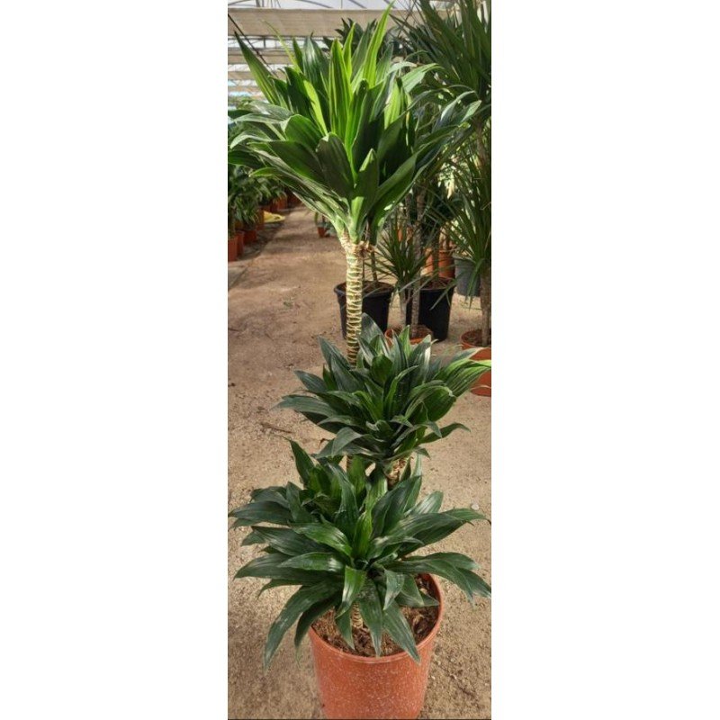 DRACAENA DEREMENSIS _COMPACTA_ 5.jpg