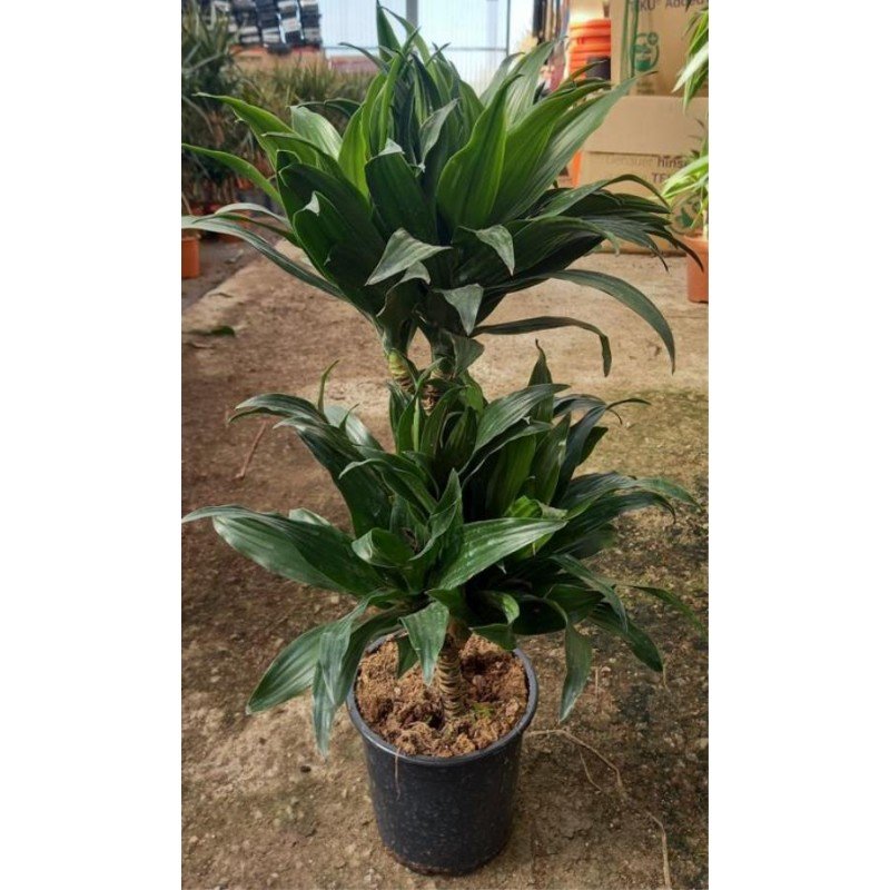 DRACAENA DEREMENSIS _COMPACTA_ 3.jpg