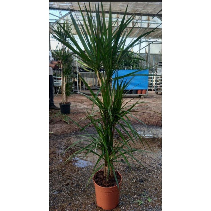 DRACAENA CONCINNA 3.jpg