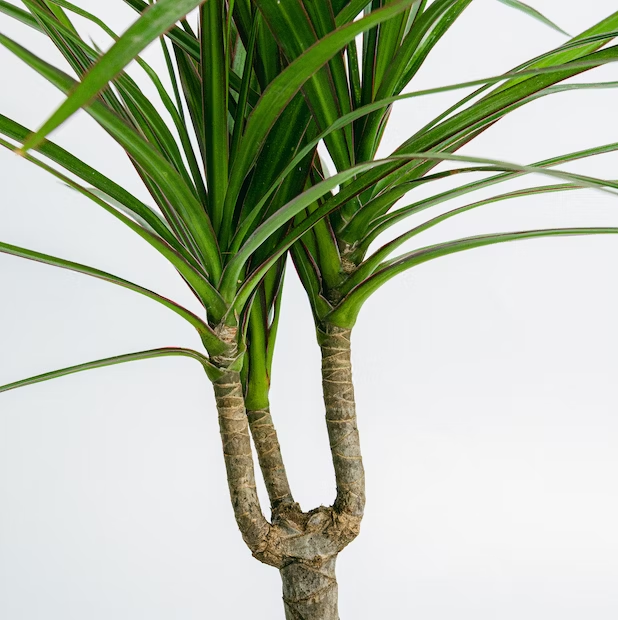 DRACAENA CONCINNA 4.png