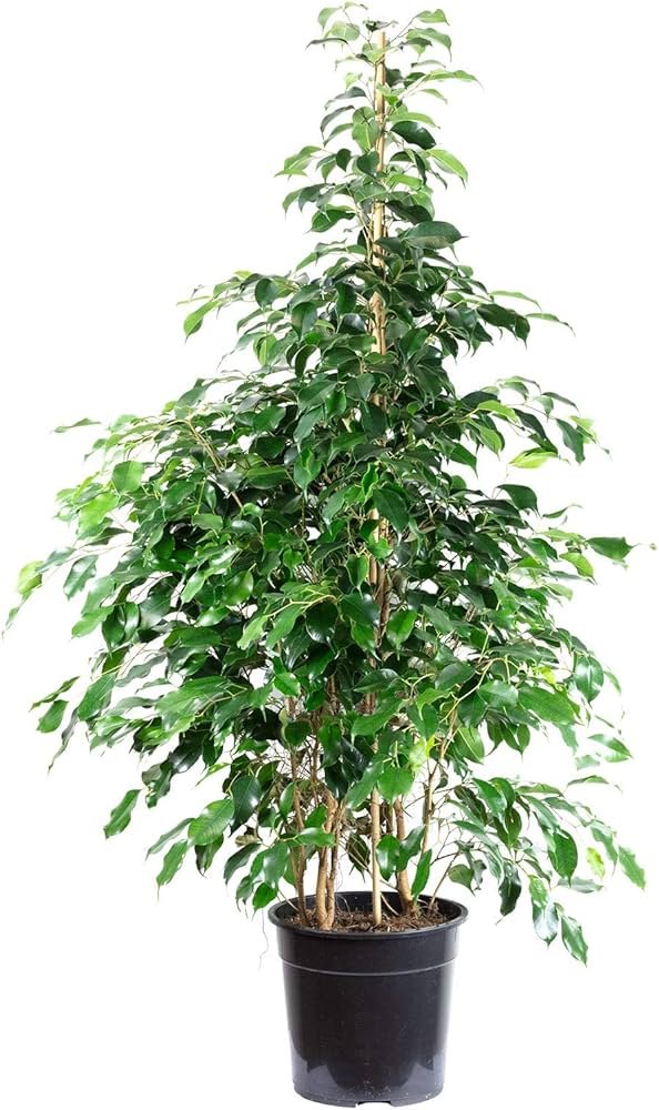 FICUS BENJAMINA _DANIELLE_ 3.jpg