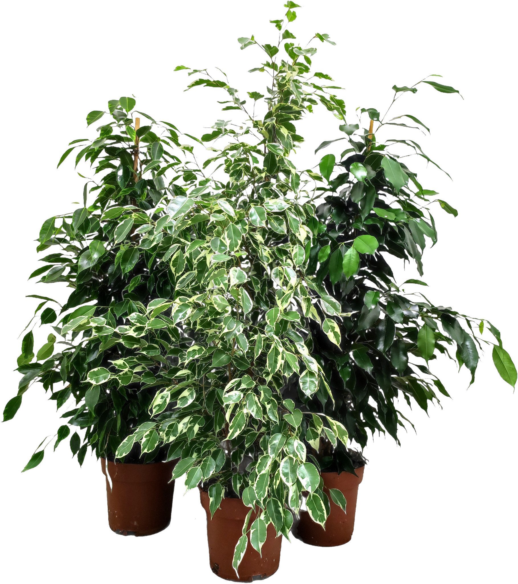 FICUS BENJAMINA _DANIELLE_ 4.jpg