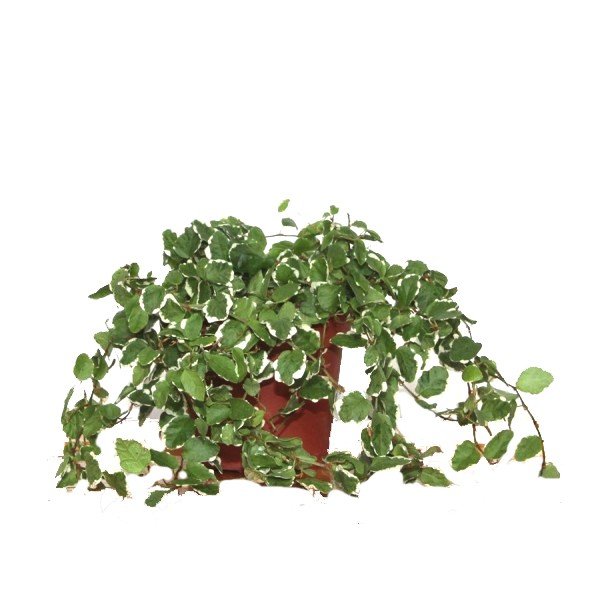 ficus-sunny-de-colgar.jpeg