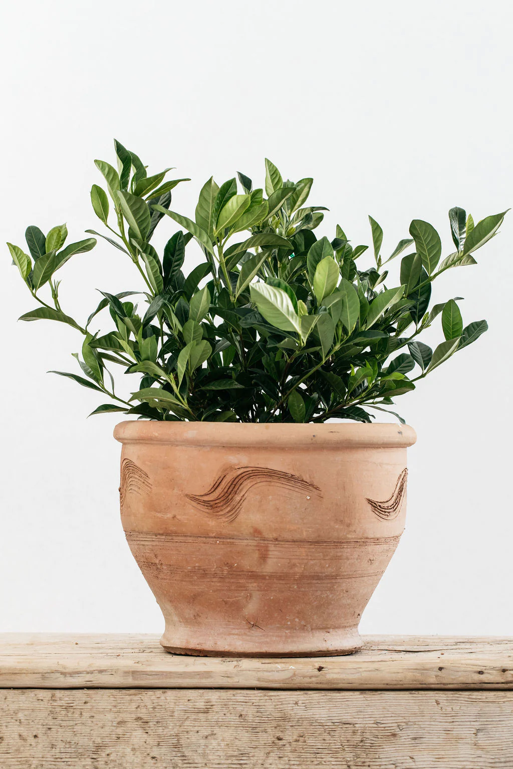GARDENIA AUGUSTA 2.png