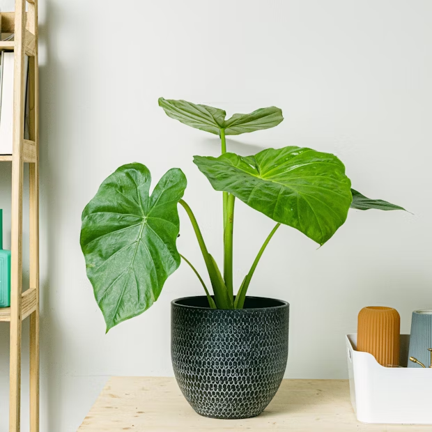 ALOCASIA MACRORRHIZA 3.png
