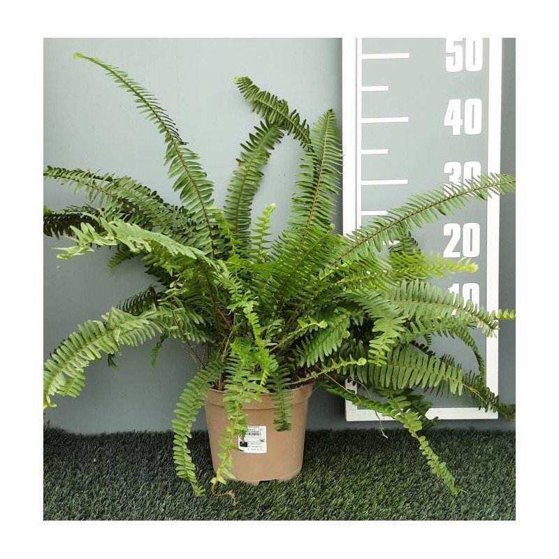 NEPHROLEPIS OBLITERATA _EMERALD QUEEN_ 1.jpg