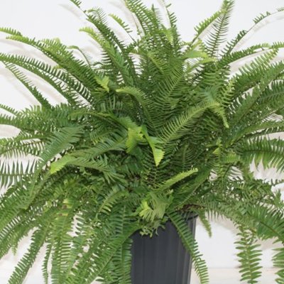 NEPHROLEPIS OBLITERATA _EMERALD QUEEN_ 2.jpg
