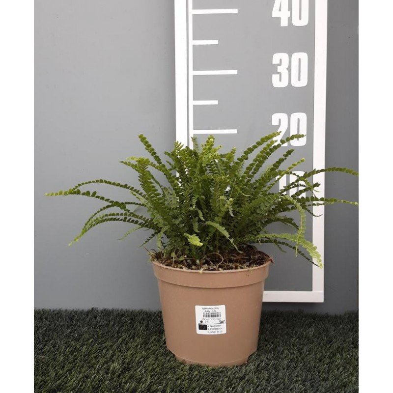 NEPHROLEPIS CORDIFOLIA _DUFFII_ 1.jpg