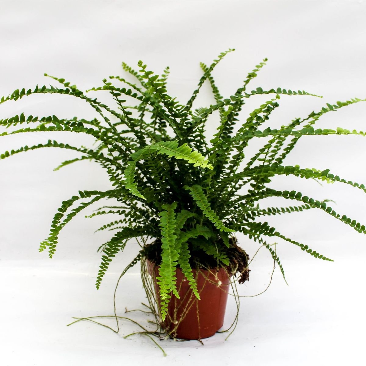 NEPHROLEPIS CORDIFOLIA _DUFFII_ 4.jpg