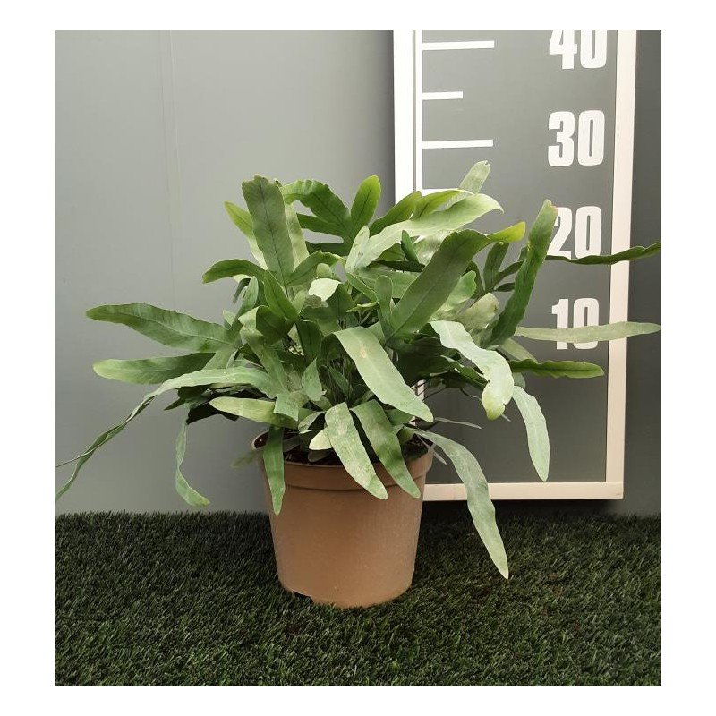 PHLEBODIUM AUREA BLUE STAR 1.jpg