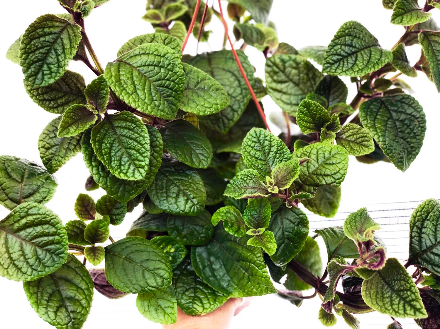 PLECTRANTHUS CILIATUS 2.png