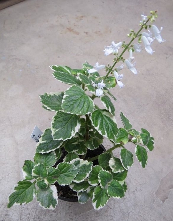 PLECTRANTHUS FORSTERI _MARGINATUS_ 8.jpg