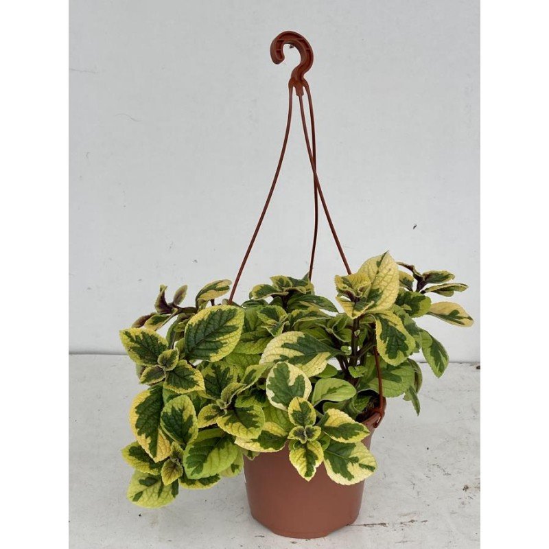 PLECTRANTHUS CILIATUS _EASY GOLD_ 2.jpg