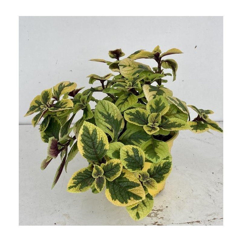PLECTRANTHUS CILIATUS _EASY GOLD_ 1.jpg