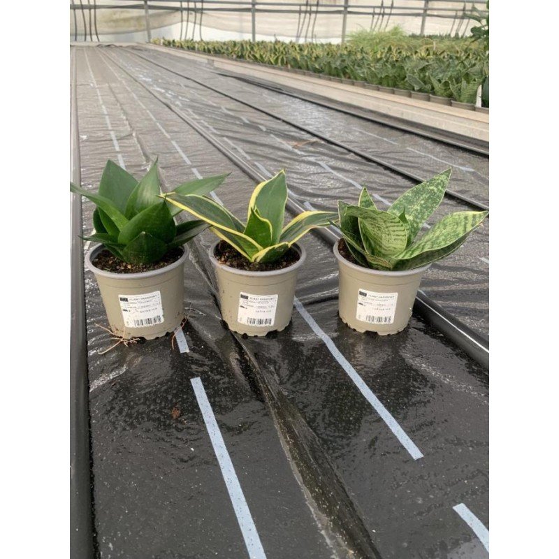 SANSEVIERIA TRIFASCIATA HAHNII 1.jpg