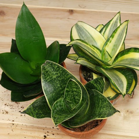 SANSEVIERIA TRIFASCIATA HAHNII 3.jpg