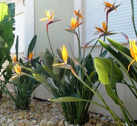 STRELITZIA REGINAE 4.png