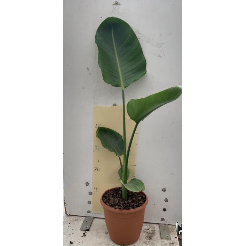 STRELITZIA NICOLAI 2.jpg