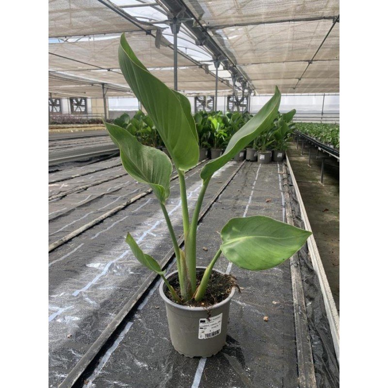 STRELITZIA NICOLAI 1.jpg