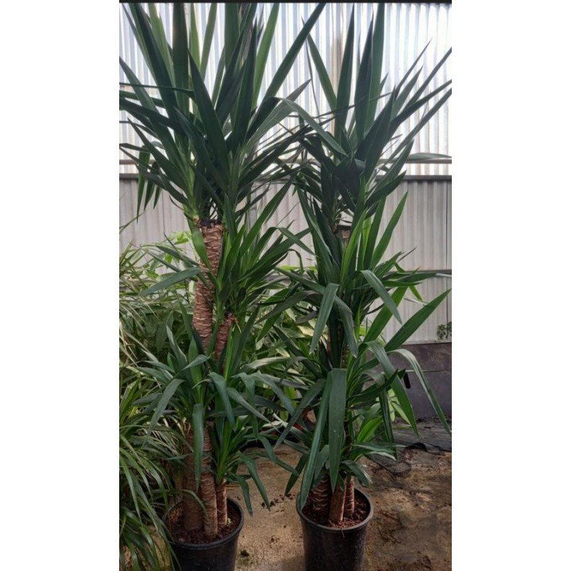 YUCCA ELEPHANTIPES 2.jpg