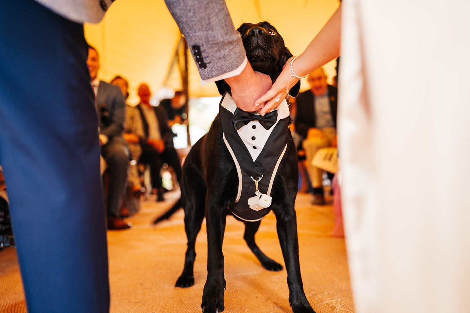 dog ring bearer for tipi wedding